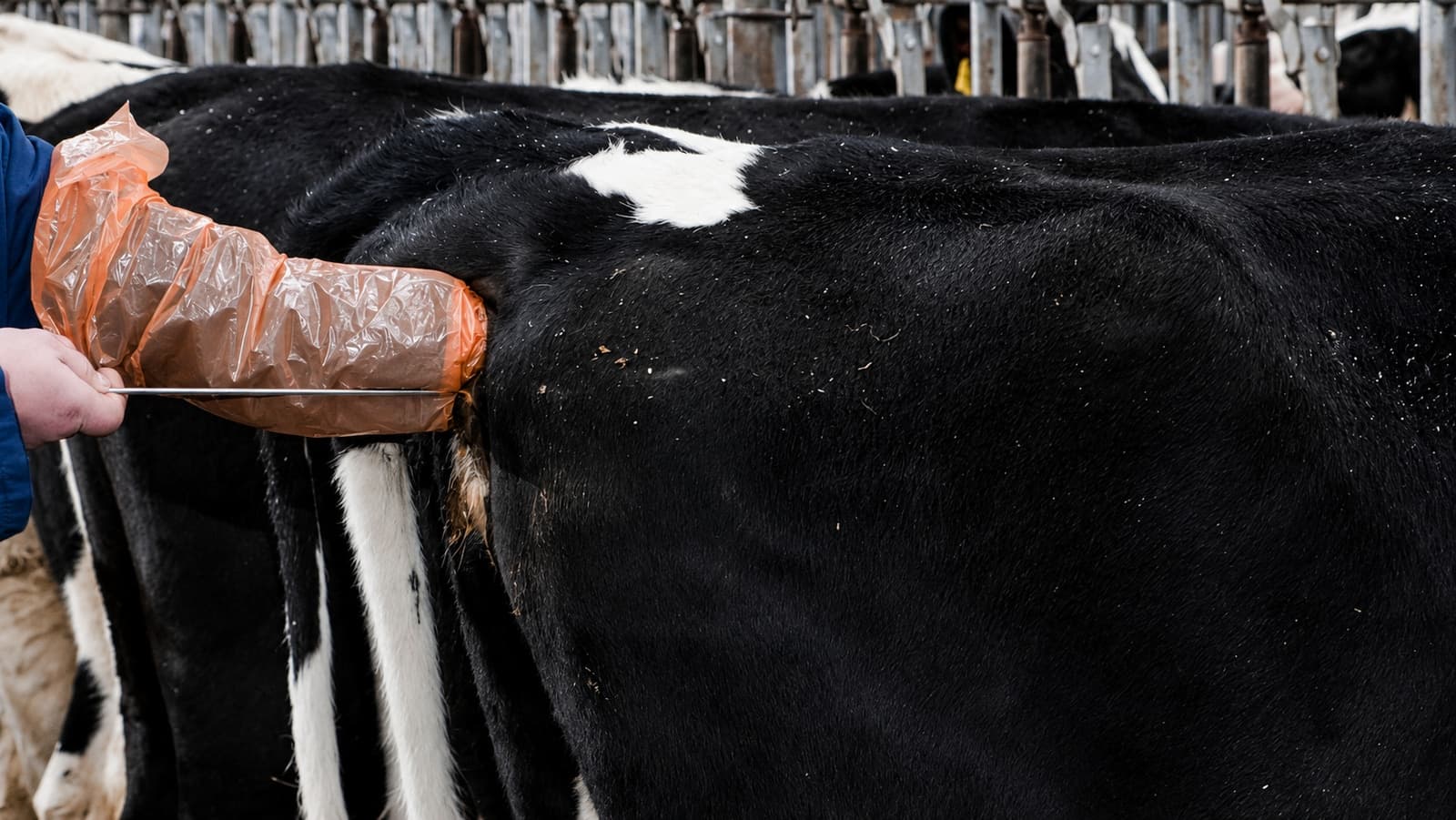 Technician passing an AI gun into a Holstein cow in a dairy shed