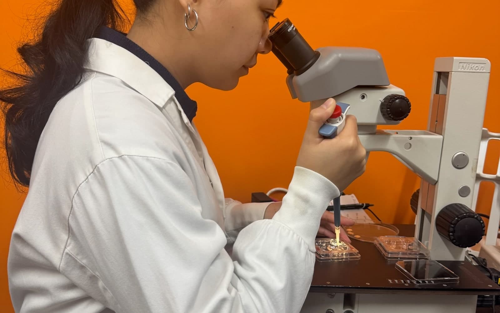 Technician at a stereo microscope pipetting oocytes between culture dishes