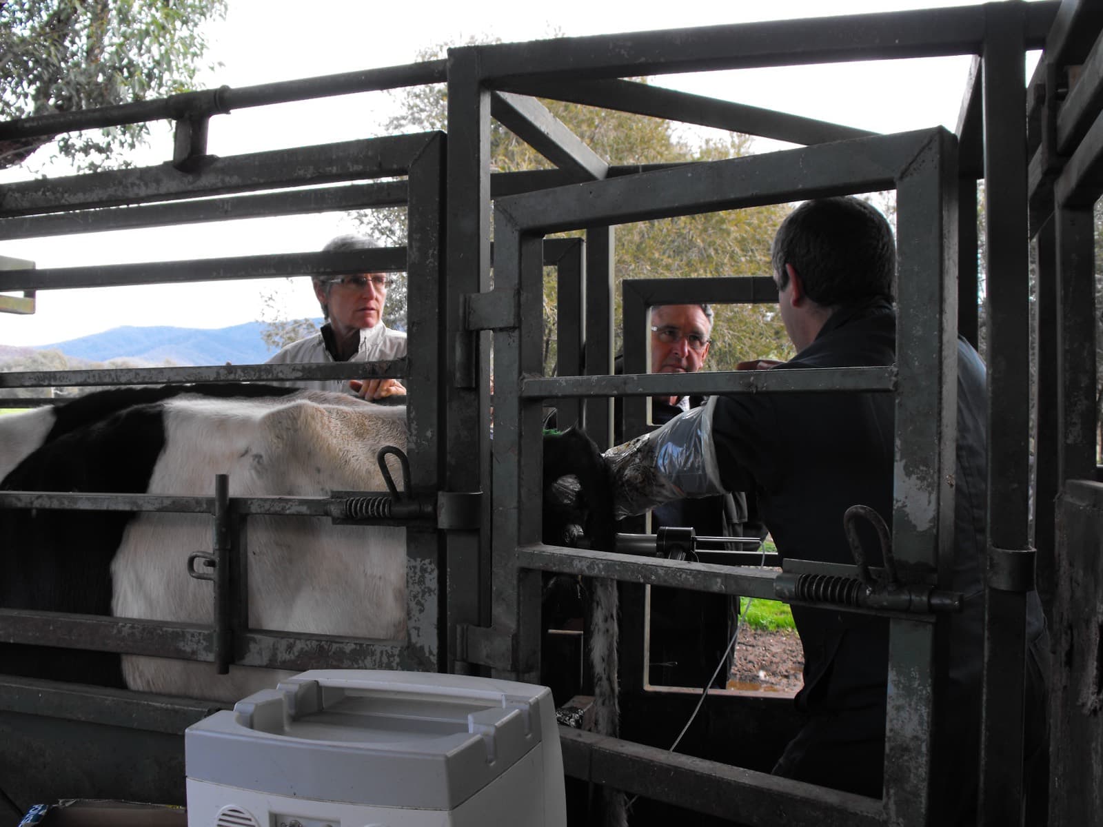 Transvaginal oocyte recovery worked crush side on a donor cow in a race, with an operator gloved up and two people observing