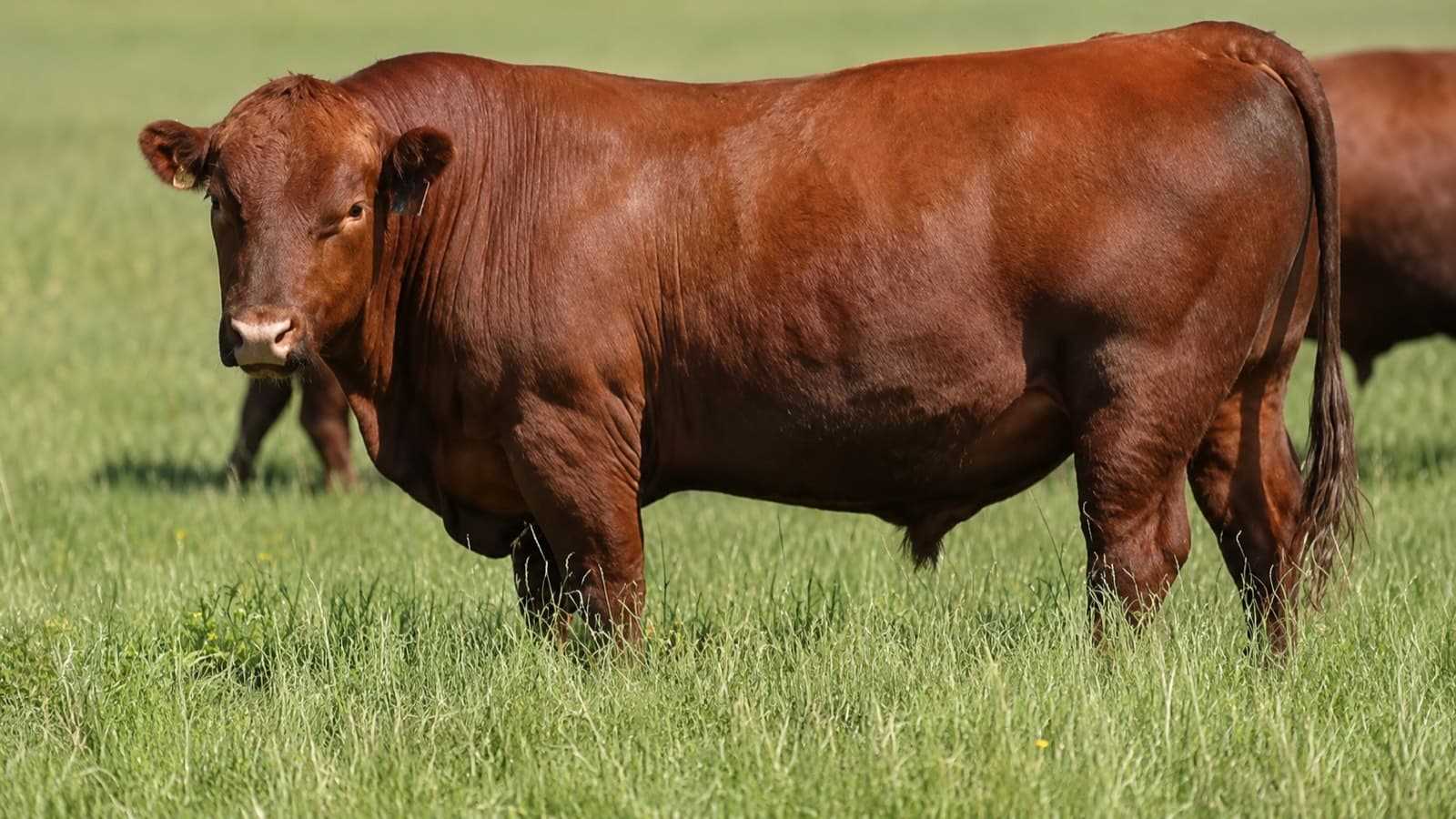 Red beef bull standing in open pasture