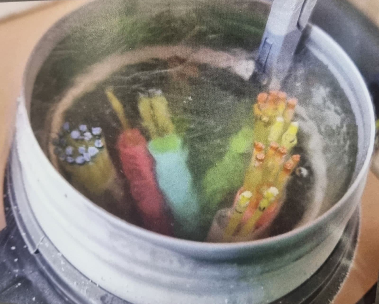 Colour-coded frozen straws held in a goblet of liquid nitrogen, raised on a cane ready for thawing