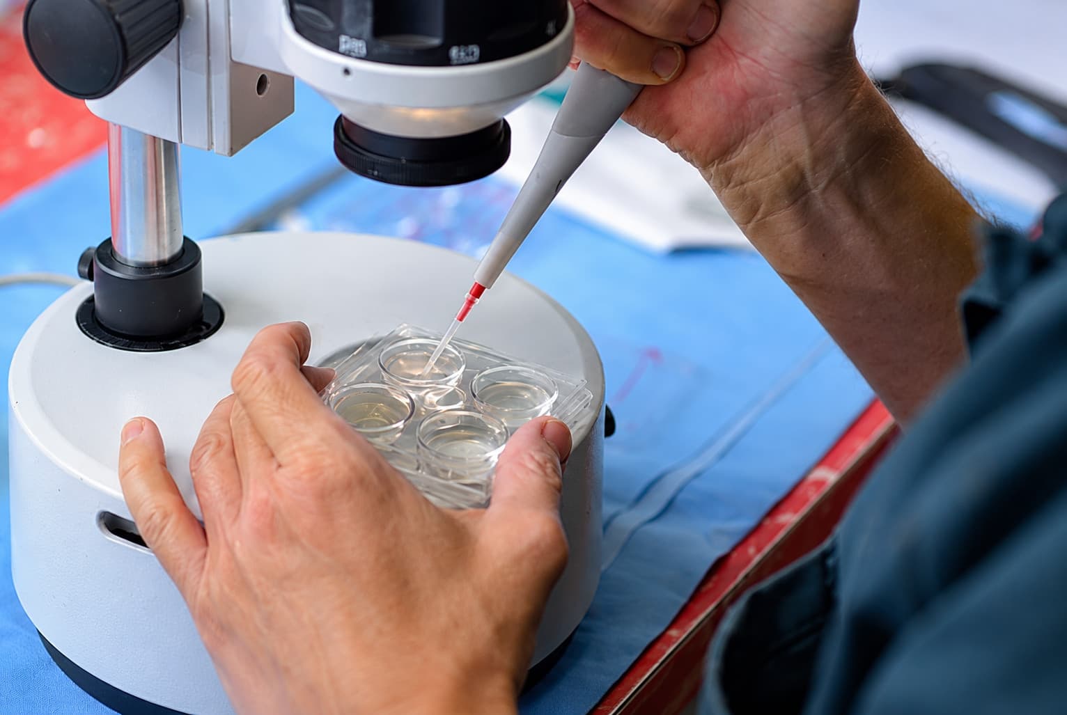 Embryos pipetted into a search dish under a portable stereo microscope
