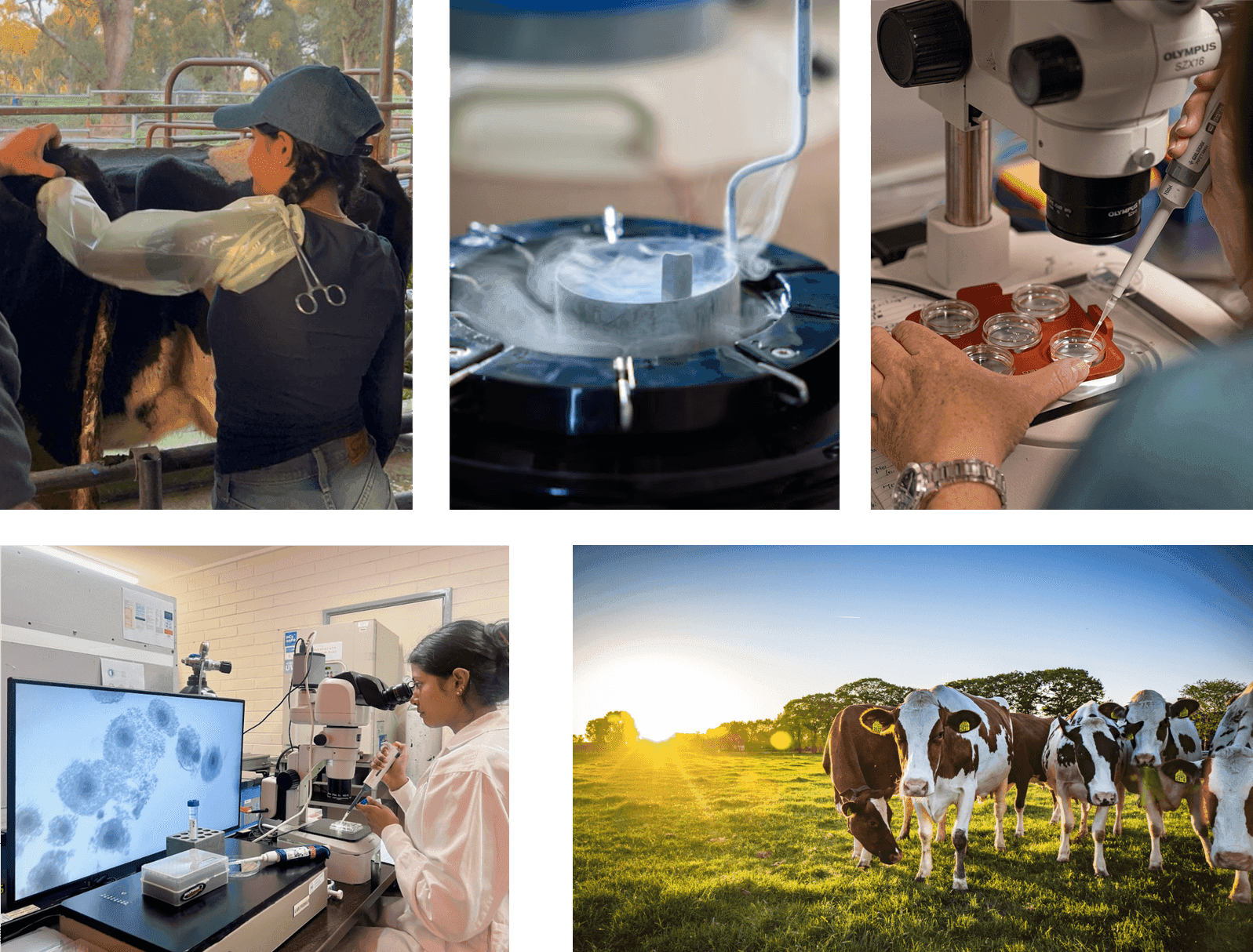 CRT training in progress: rectal palpation on a cow in a race, a straw going into a liquid nitrogen freezing unit, pipetting culture dishes under a stereo microscope, laboratory microscopy with embryos on screen, and a dairy herd in pasture at sunset