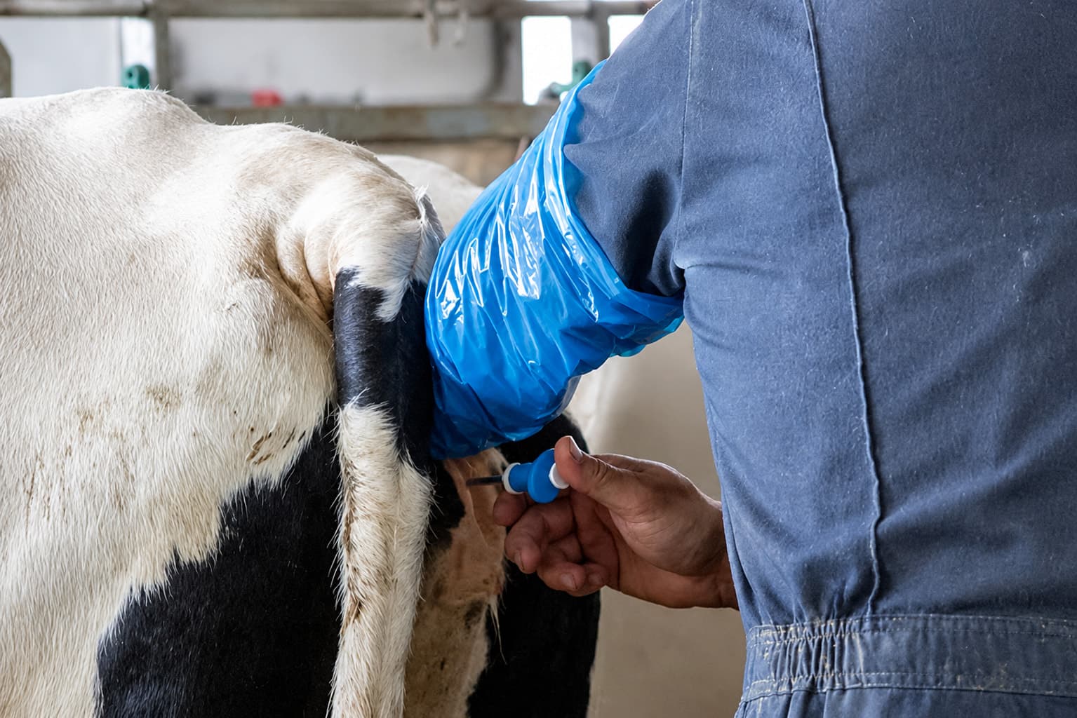 Technician carrying out a rectal palpation on a dairy cow in a shed