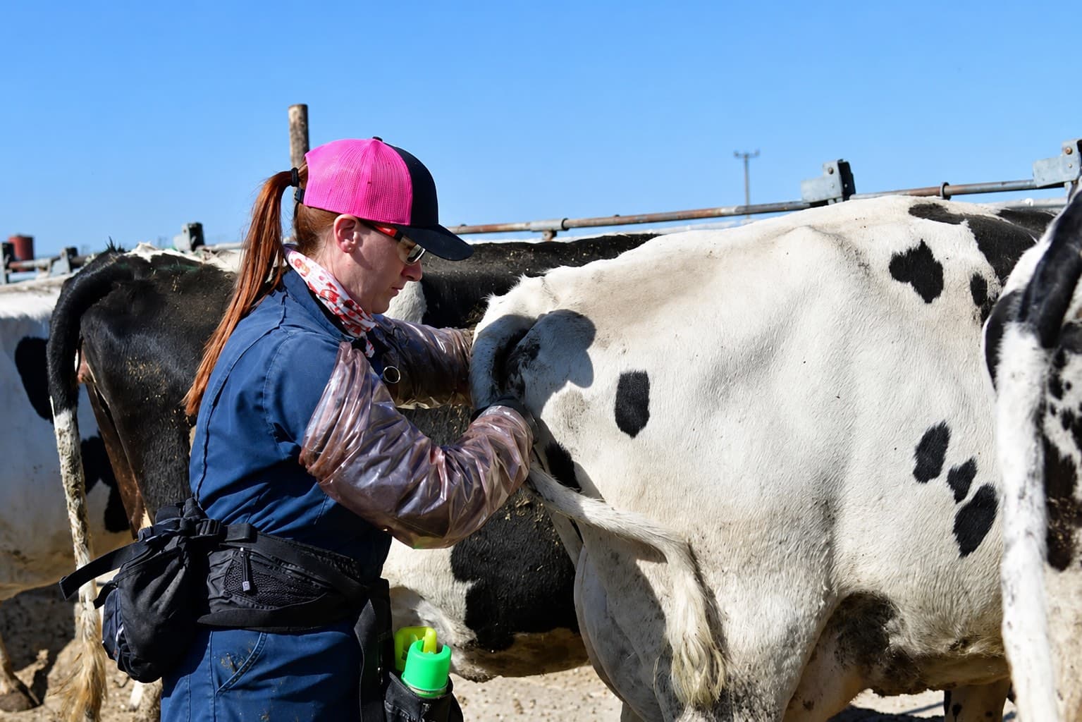 Technician palpating a Holstein cow rectally during pregnancy diagnosis, with the herd penned alongside